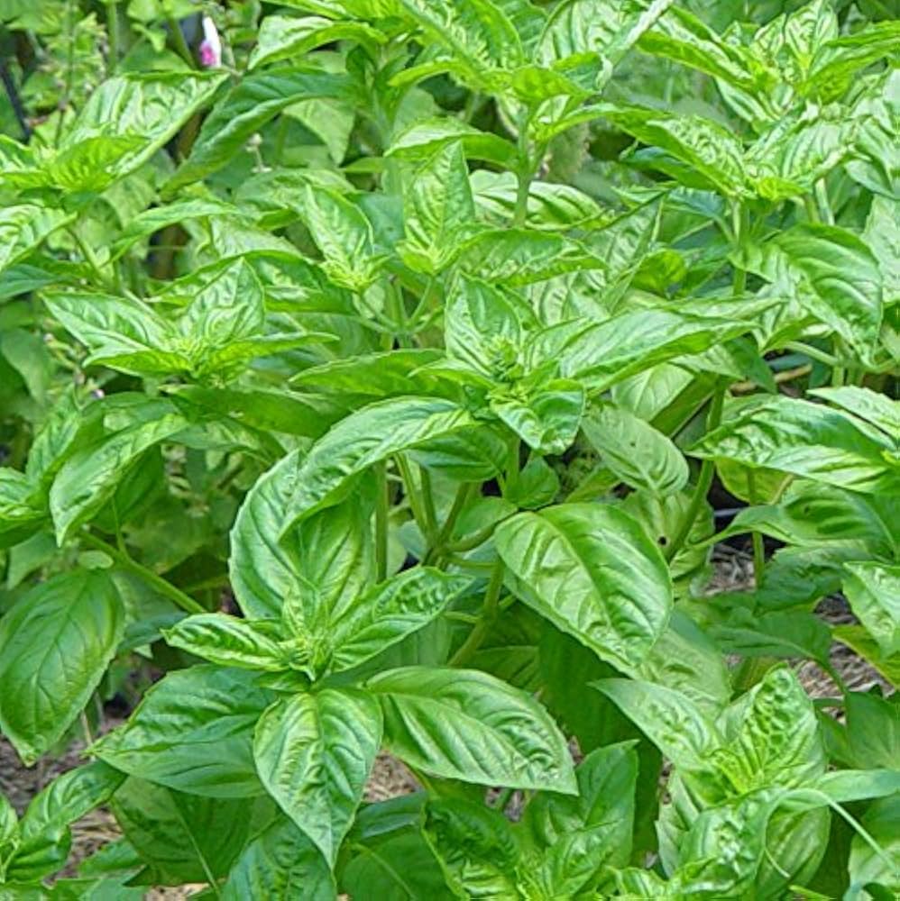 Basil Ocimum herb seeds