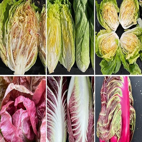 Mixed Radicchio Seeds – Heirloom, Non-GMO, High Germination Organic Garden Seeds Planting