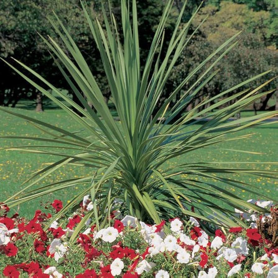 dracaena spike flower seeds