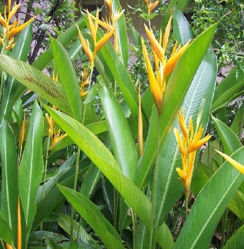 Yellow Heliconia Flower Seeds – Heirloom Non-GMO High Germination Seeds