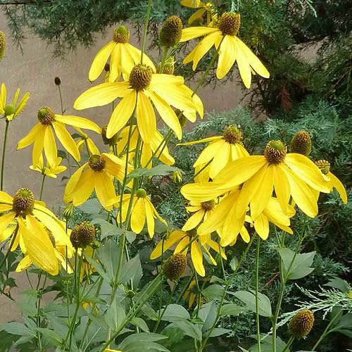 Yellow Coneflower Seeds – Heirloom, Non-GMO, High Germination Organic Garden Seeds
