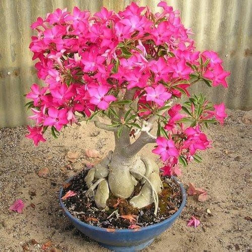 adenium desert flower seeds