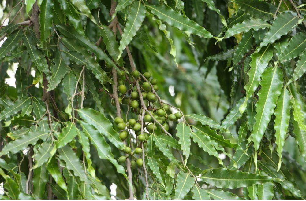 Ashoka Tree Seeds – Heirloom, Non-GMO, High Germination Organic Garden Seeds