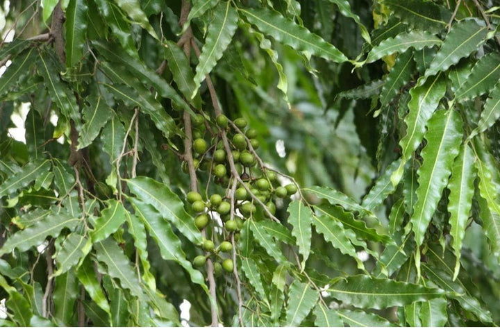 Ashoka Tree Seeds – Heirloom, Non-GMO, High Germination Organic Garden Seeds