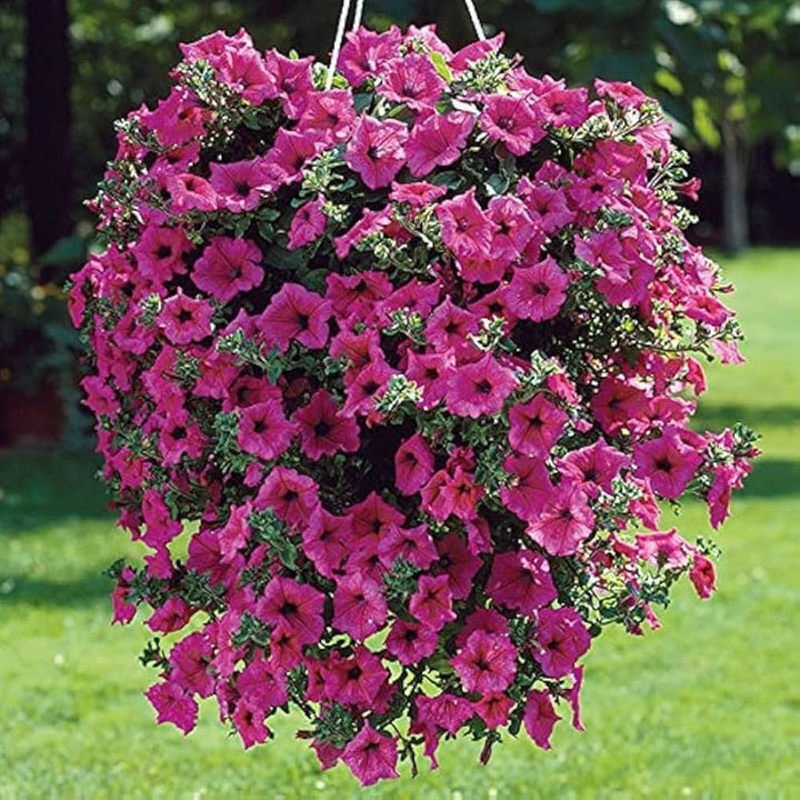 Pink Petunia Perennial Flower Seeds – Heirloom Non-GMO High Germination Organic Garden Seeds for Planting