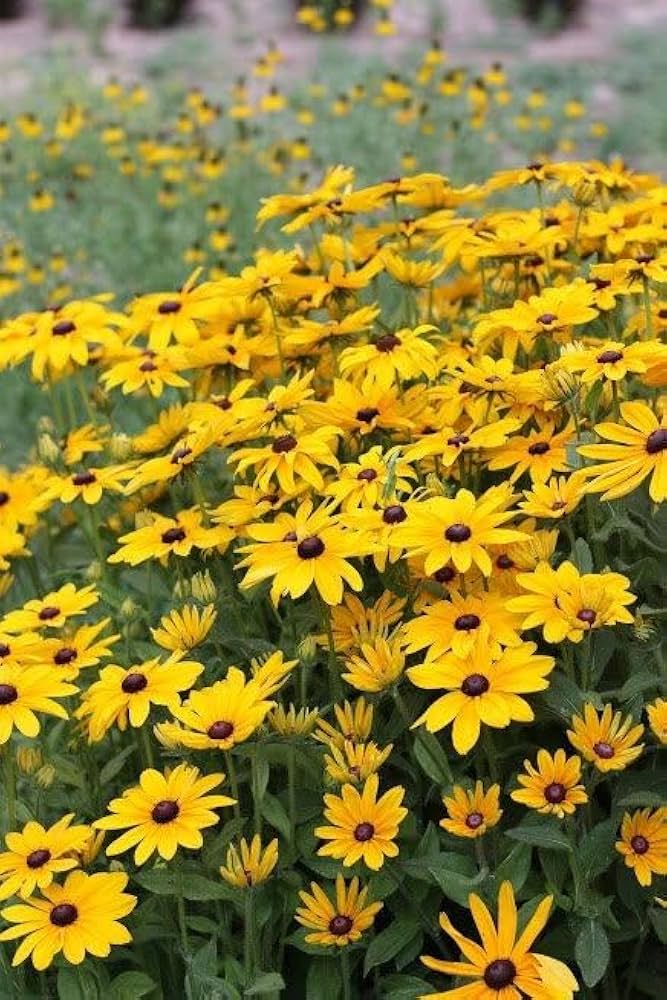 Daisy Flower Seeds Yellow – Heirloom Non-GMO High Germination Organic Garden Seeds