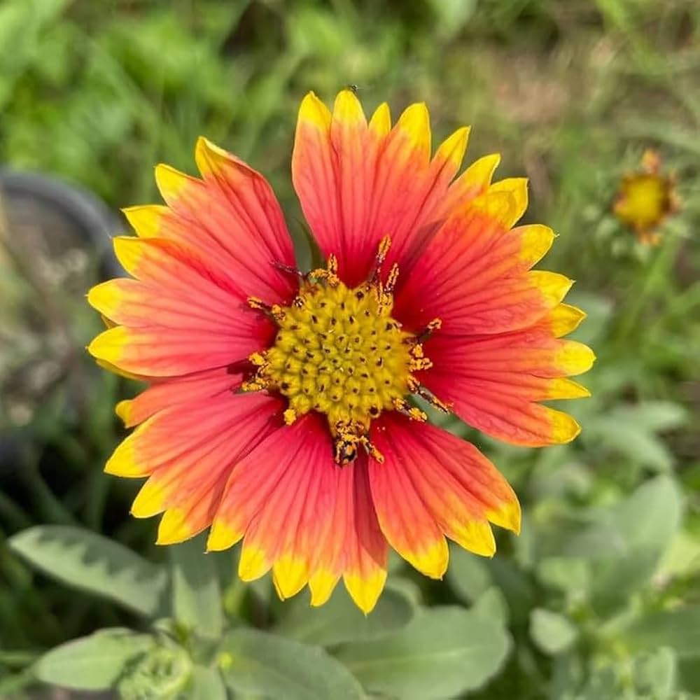 gaillardia kokardenblume flower seeds