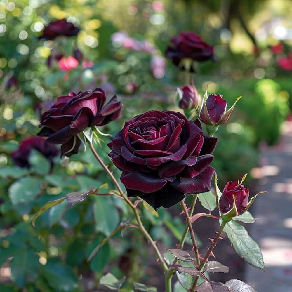 Maroon Rose Flower Seeds for Planting – Heirloom Non-GMO High Germination Seeds