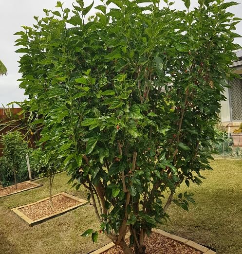 Schwarze Maulbeerbaum-Samen – Alte Sorte, gentechnikfrei, keimstarke Bio-Gartensamen