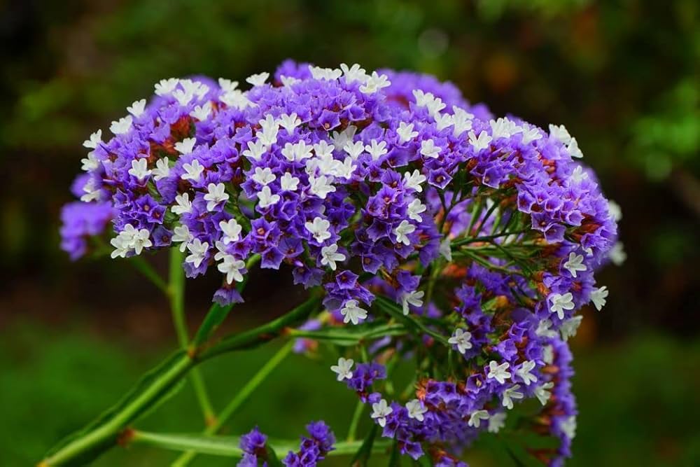 purple attraction flower seeds