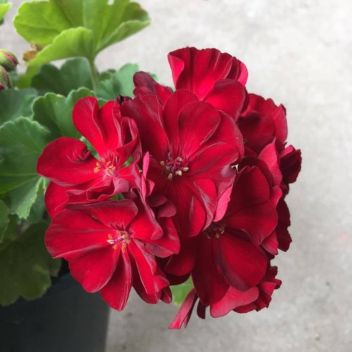 Red Geranium Flower Seeds – Heirloom, Non-GMO, High Germination Seeds