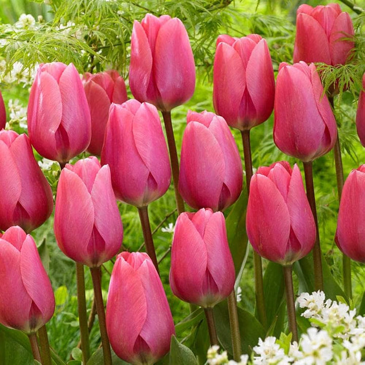 Giant Tulip Flower Seeds Pink for Planting – Heirloom, Non-GMO, High Germination