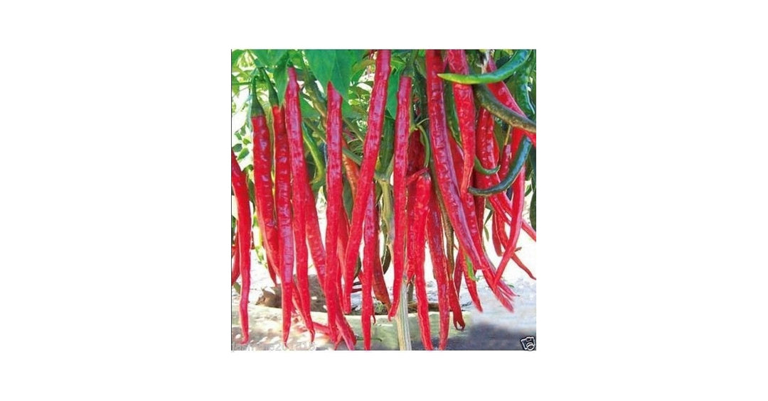 red giant flower seeds
