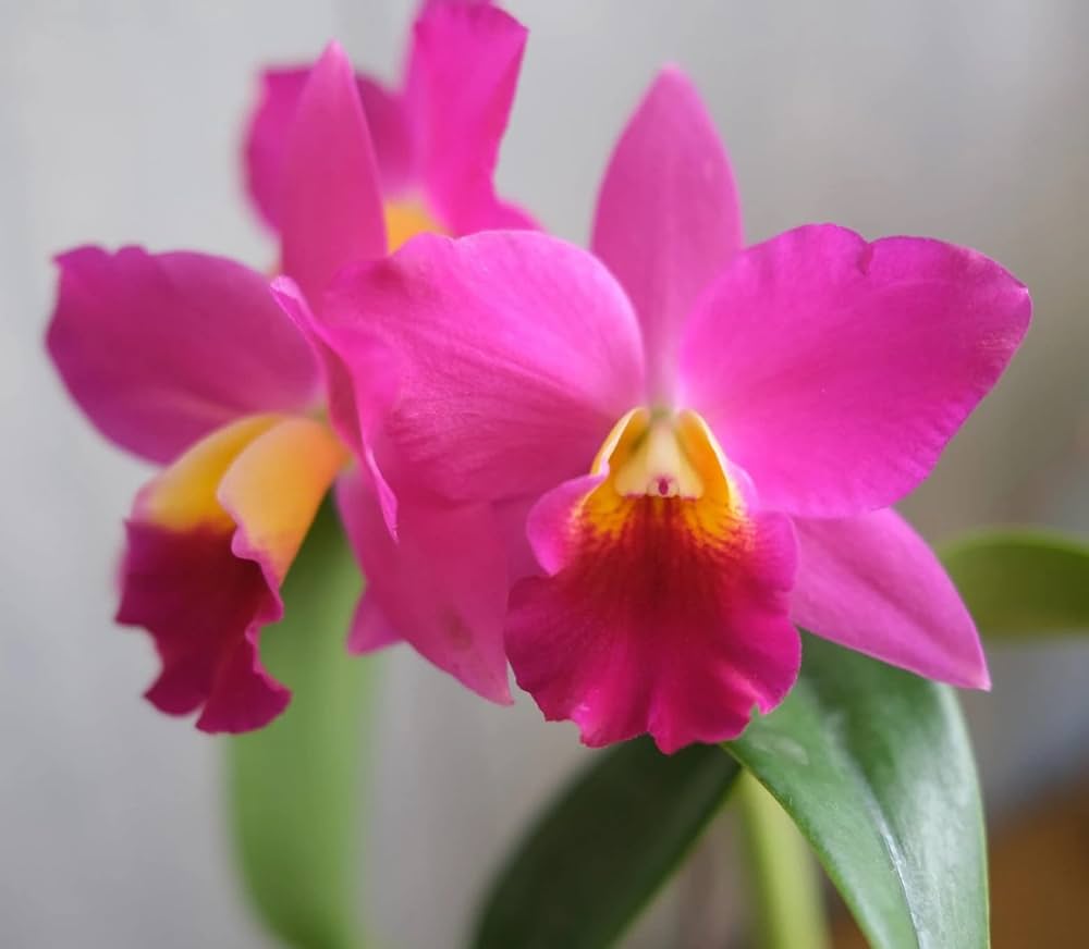 Pink Cattleya Orchid Flower Seeds for Planting – Heirloom Non-GMO High Germination