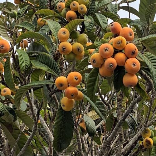 Yellow Loquat Seeds – Heirloom, Non-GMO, High Germination Organic Garden Seeds