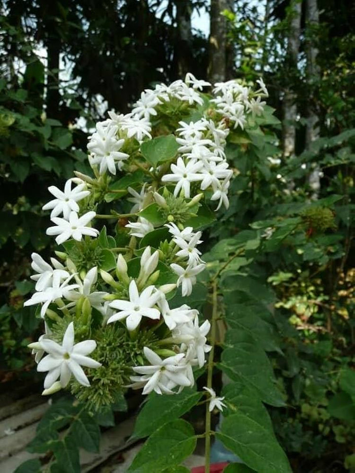 Jasmine Flower Seed White – Heirloom, Non-GMO, High Germination Seeds