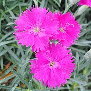 pink dianthus flower seeds