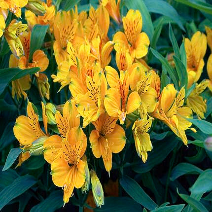 yellow alstroemeria flower seeds
