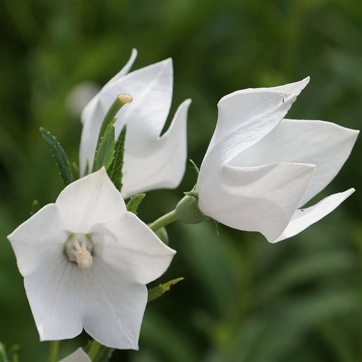 White Platycodon Flower Seeds Heirloom Non-GMO High Germination Organic Garden Seeds for Planting