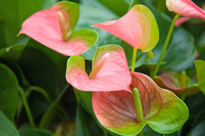 Pink Green Anthurium Flower Seeds for Planting – Heirloom Non-GMO High Germination Organic Seeds