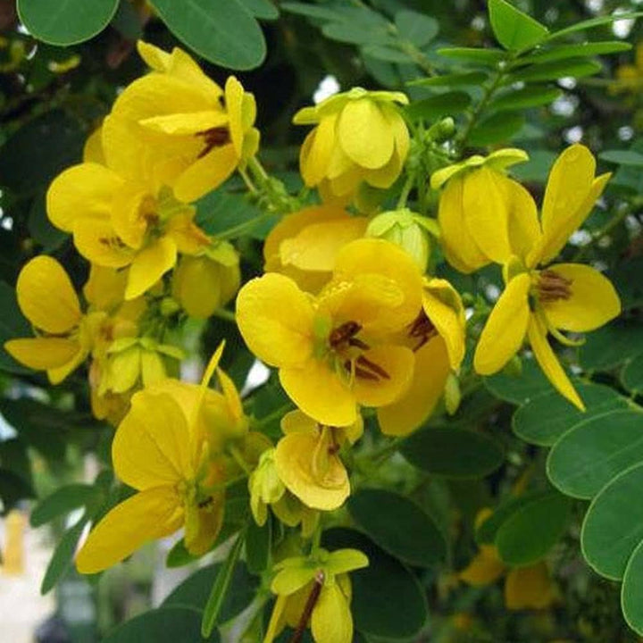 Eccremocarpus Flower Seeds Yellow – Heirloom Non-GMO High Germination Organic Seeds