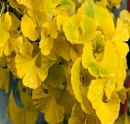 green yellow flower seeds