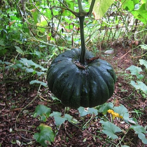 Grüne Kürbiskerne – Alte Sorte, gentechnikfrei, hohe Keimrate, Bio-Gartensamen zum Pflanzen