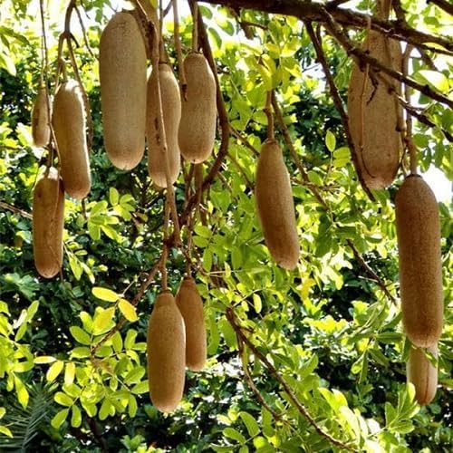 Green Sausage Seeds Heirloom Non-GMO High Germination Organic Garden Seeds for Planting