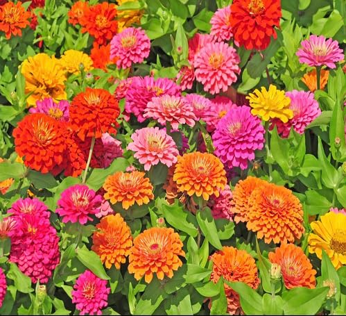 Zinnia Flower Seeds – Heirloom Non-GMO High Germination Organic Garden Seeds