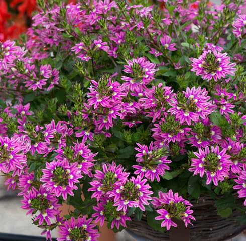 Rosa Scaevola Blumensamen – alte Sorte, gentechnikfrei, hohe Keimfähigkeit, Bio-Gartensamen zum Pflanzen