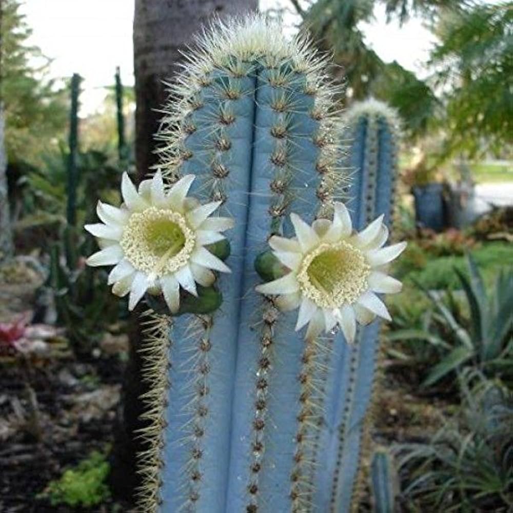 Blue Organic herb seeds