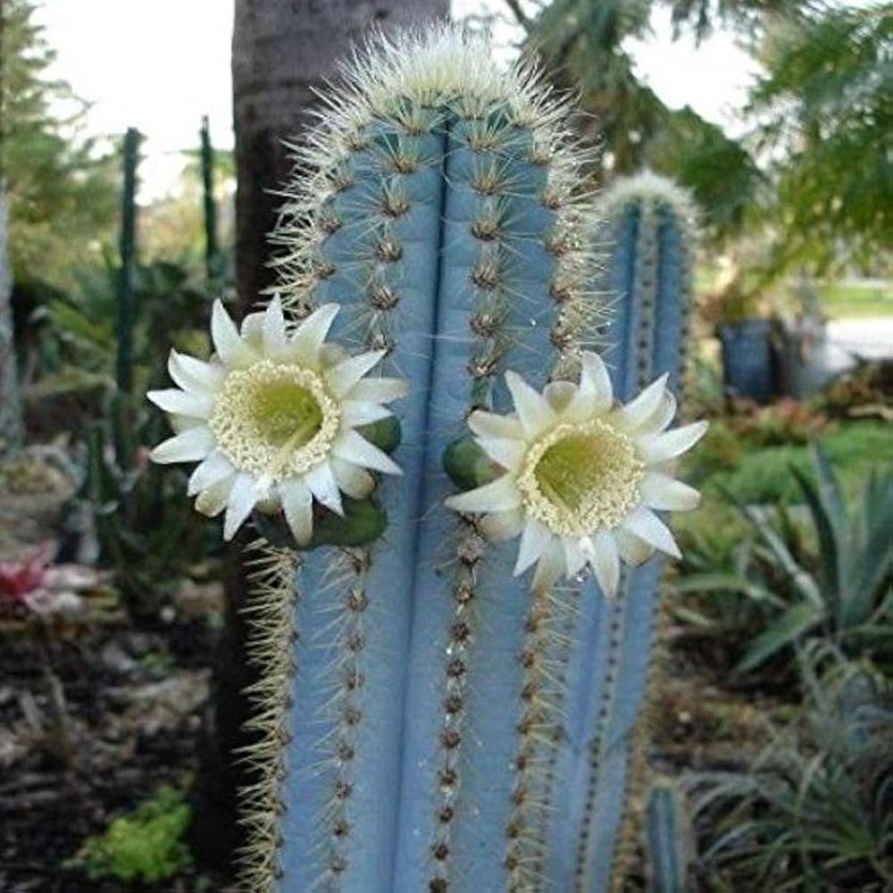Blue Cactus herb seeds