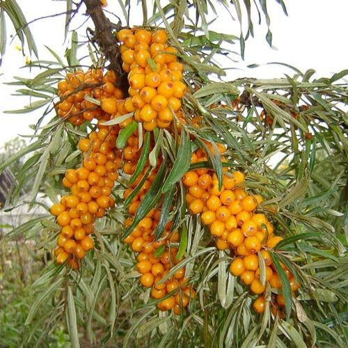 Hippophae Rhamnoides Seeds – Heirloom, Non-GMO, High Germination Organic Garden Seeds