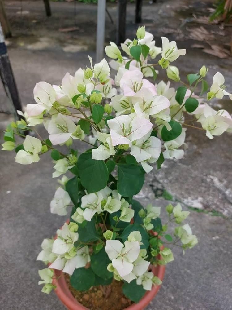 White Perennial Giant Bougainvillea Flower Seeds for Planting – Heirloom Non-GMO
