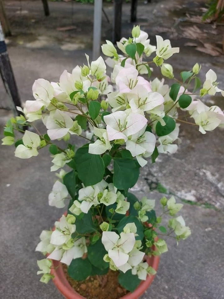 White Perennial Giant Bougainvillea Flower Seeds for Planting – Heirloom Non-GMO