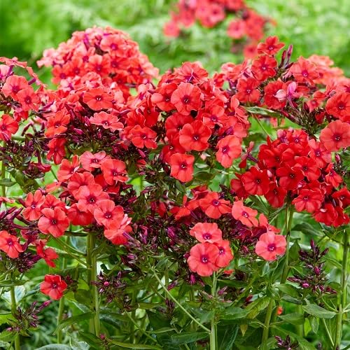 Red Phlox Flower Seeds Heirloom Non-GMO High Germination Organic Garden Seeds