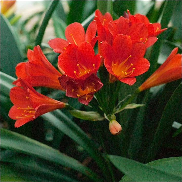 Clivia Flowers Seeds Red for Planting – Heirloom Non-GMO High Germination Organic Seeds
