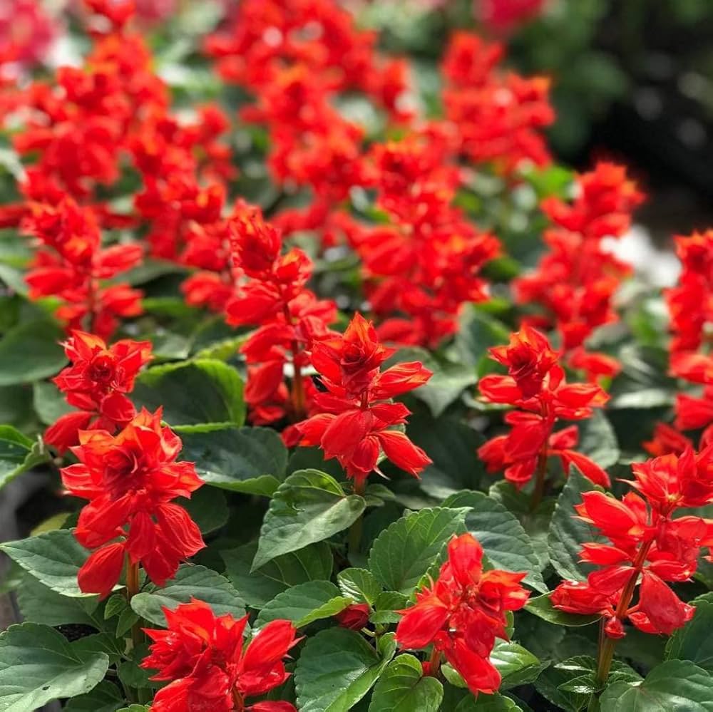 salvia sizzler flower seeds