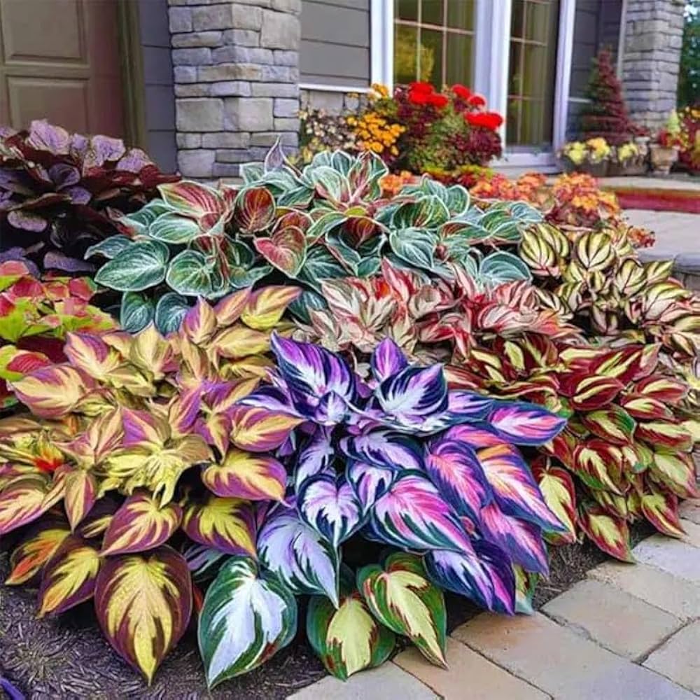 Mixed Hosta Flower Seeds – Heirloom, Non-GMO, High Germination Organic Garden Seeds