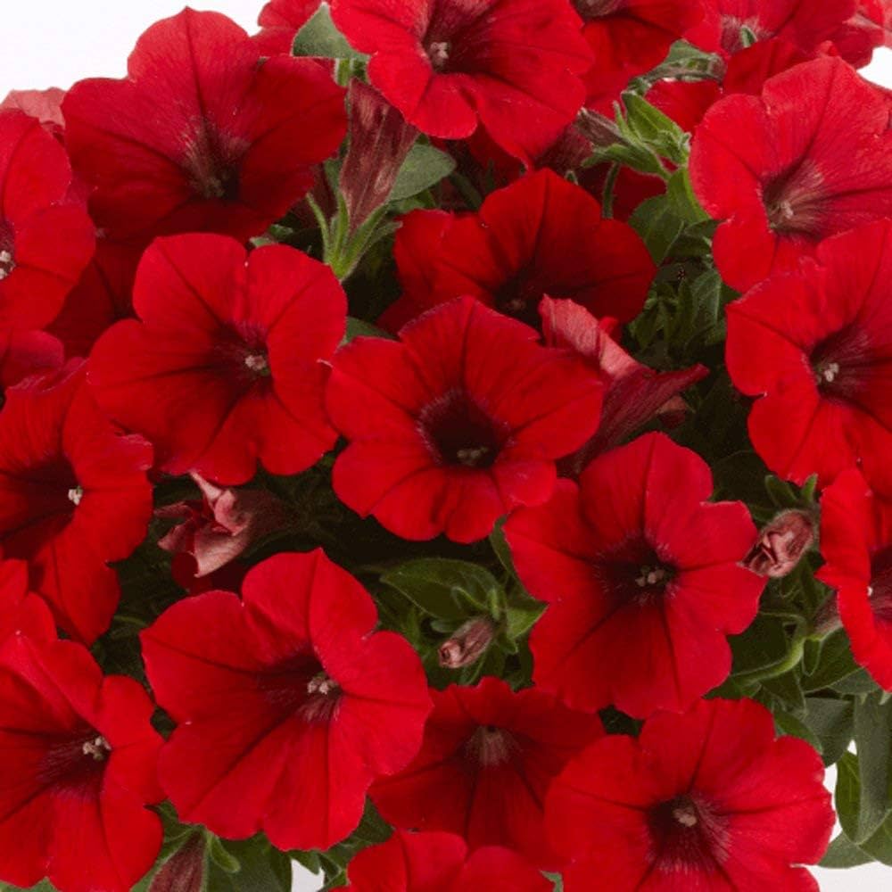 red pelletta flower seeds