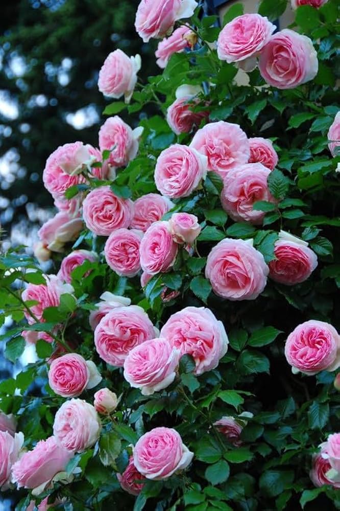 Light Pink Rose Flower Seeds for Planting – Heirloom Non-GMO High Germination Seeds