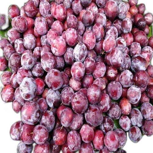 Red Phalsa Seeds – Heirloom, Non-GMO, High Germination Organic Garden Seeds