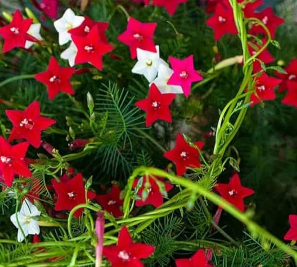 Starry Flower Seeds for Planting