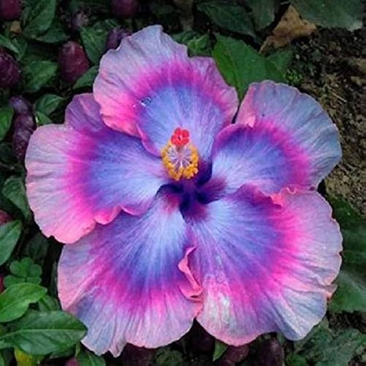 Giant Hibiscus Flower Seeds – Heirloom, Non-GMO, High Germination Seeds