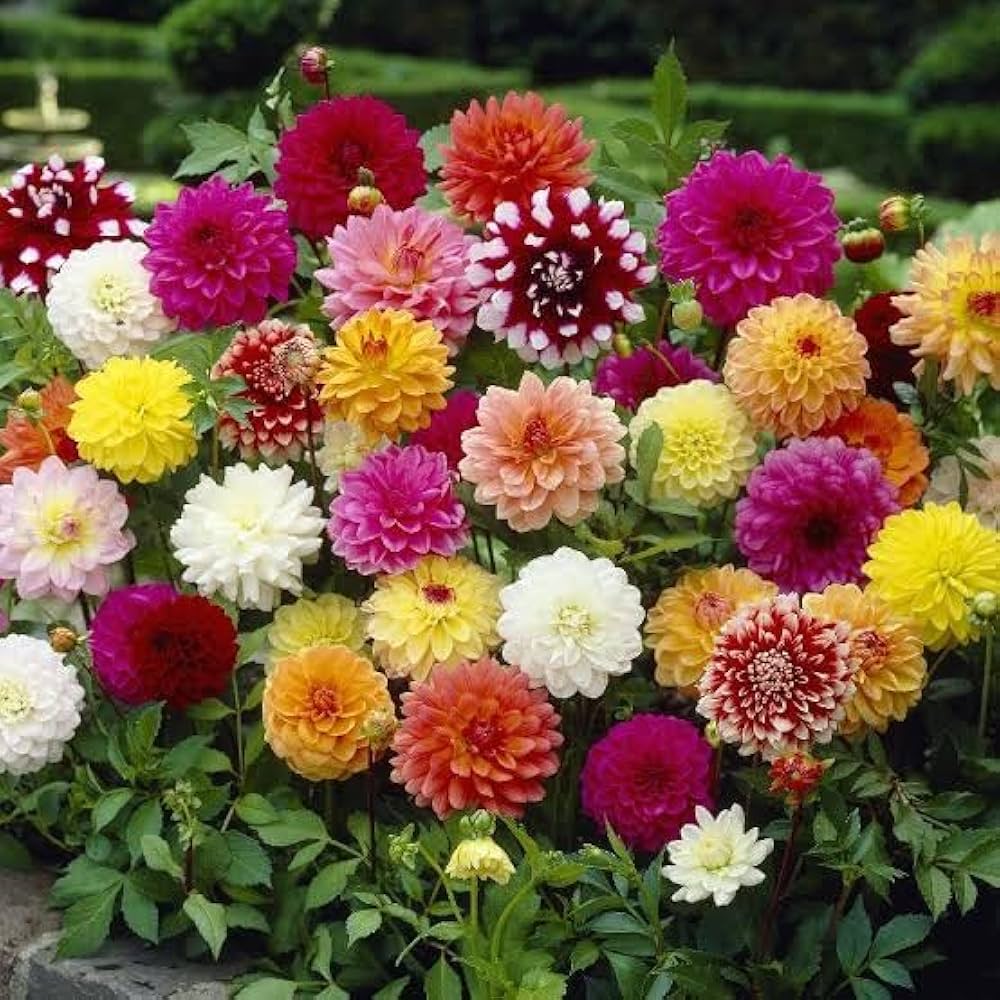 dahlia flower flower seeds