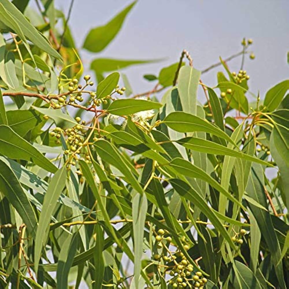 Green Eucalyptus herb seeds