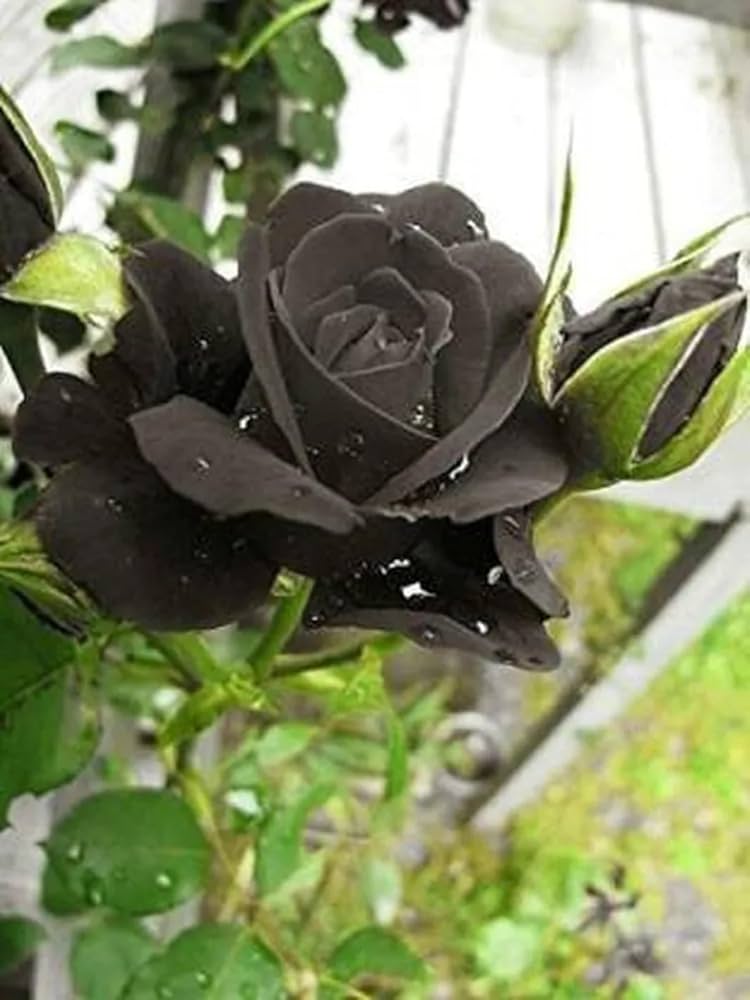 black black flower seeds