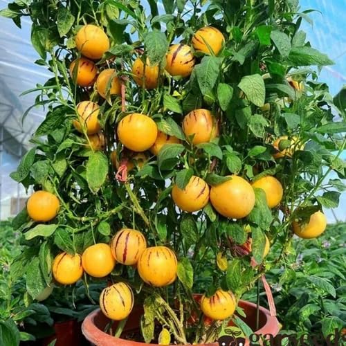 Yellow Ginseng Seeds – Heirloom, Non-GMO, High Germination Organic Garden Seeds