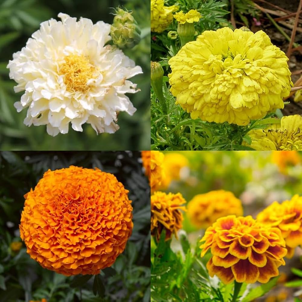 Marigold Flower Seeds Mixed – Heirloom, Non-GMO, High Germination Seeds