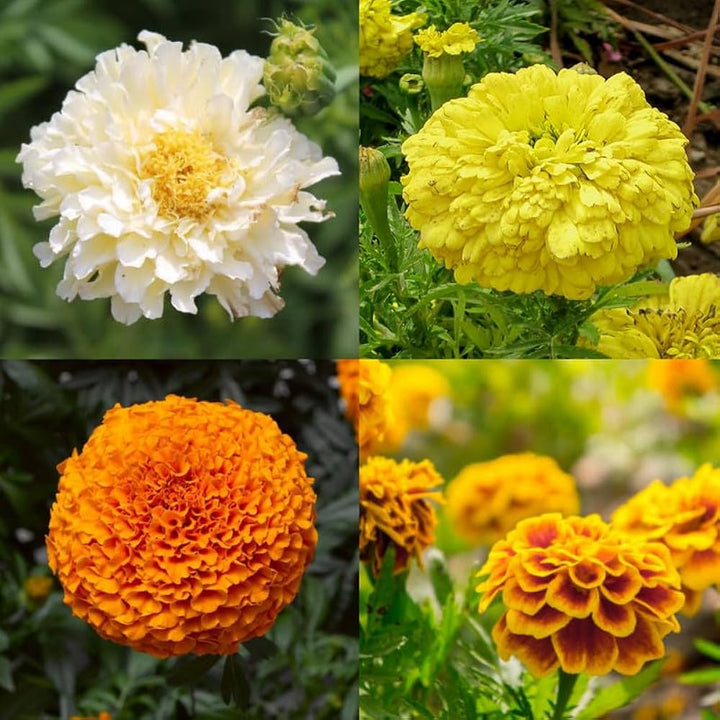 Marigold Flower Seeds Mixed – Heirloom, Non-GMO, High Germination Seeds